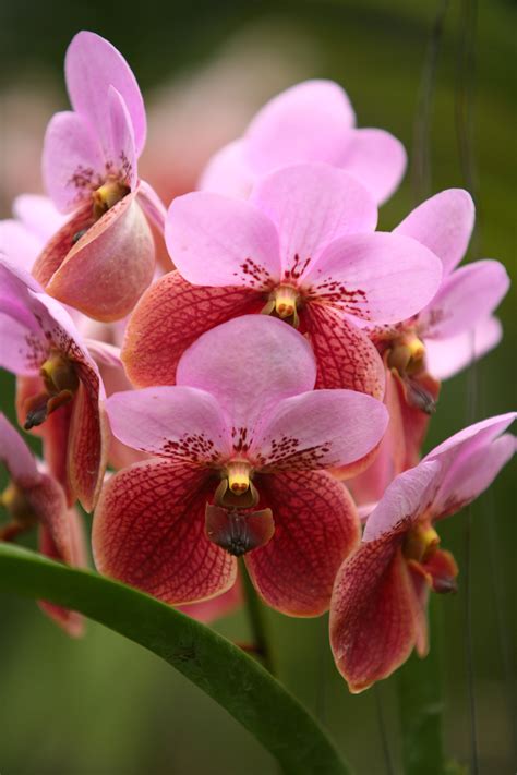 Playboy the mansion hint for android apk download. Waling-waling: The Queen of Philippine Orchids