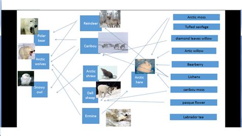 Food Web - Tundra Biome