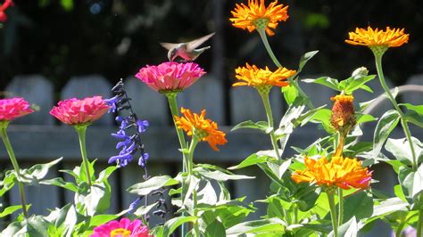 Hummingbirds love them, so much so that feeders are unnecessary. The Hummingbird Forum: Zinnias and hummingbirds