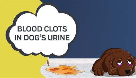 What Do Blood Clots In A Female Dogs Urine Mean