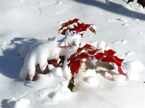 Red Autumn Leaf Under The Cold Snow Hd Wallpaper