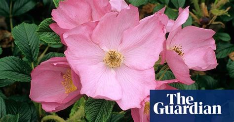 Gardens Rose Bushes In Pictures Life And Style The Guardian