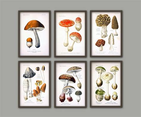 Set Of 6 Mushroom Print Mushroom Wall Art Botanical Poster Etsy