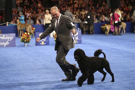 The National Dog Show Winner Looks Like An Adorable Little Chewbacca