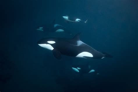 Underwater Picture Of Orcas Norway George Karbus Photography