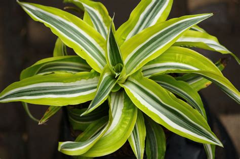 Dari sekian banyak jenis tanaman hias, tanaman hias daun memiliki varian terbaik dalam urusan mempercantik rumah. TANAMAN HIAS DAUN YANG POPULER DI MASYARAKAT | Tips Petani
