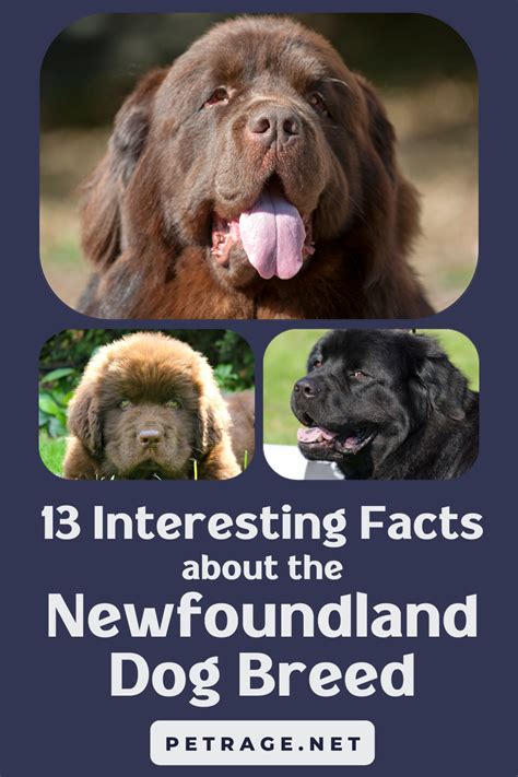 The Newfoundland Breed Is A Working Dog That Originated In The Canadian