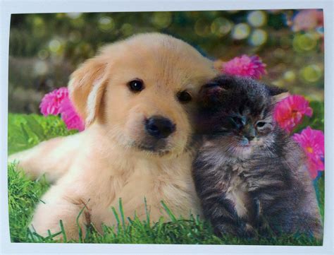 Cute Puppies And Kittens Cute Cat Like Dog Animal Hd Wallpaper Best
