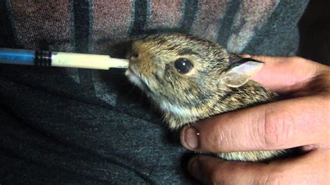 What To Feed A Wild Baby Cottontail Rabbit Baby Viewer