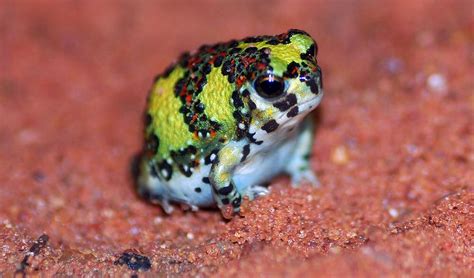 Because they eat whatever bugs them. 2706 best r/frogs images on Pholder | Fog beast