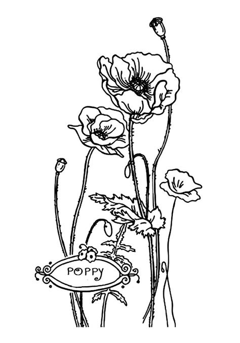 Please, feel free to share these coloring page 1764x2283 poppy from trolls coloring page free printable pages incredible. Lovely California Poppy For Valentine Day Coloring Page ...