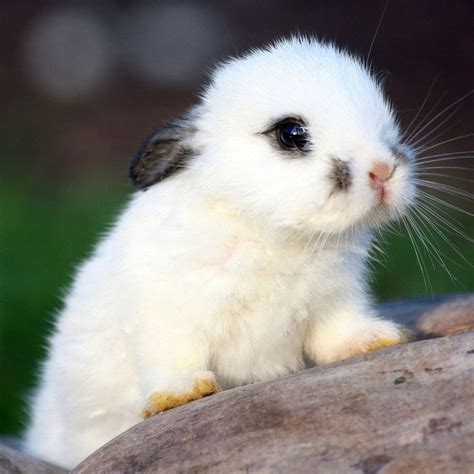 53 Best Images About Bunny Rabbits On Pinterest Buns Pets And Wild