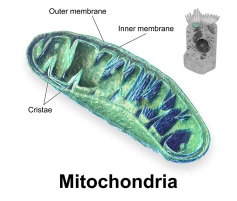 Mitochondria Structure Functions And Diagram Studiousguy