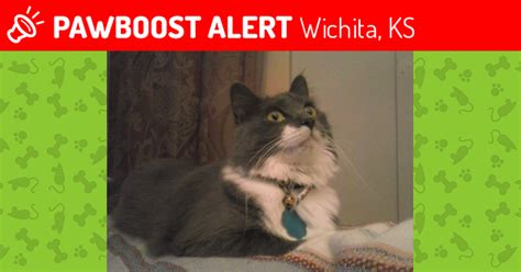 Lost Female Cat In Wichita Ks 67217 Named Precious Id 4641790 Pawboost