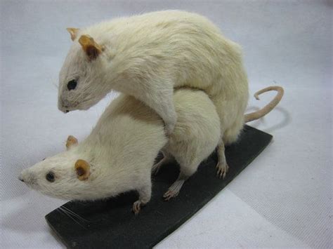 Vintage Taxidermy 2 Rats Mouse Sex Position Humping For Sale Ideal
