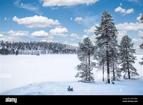 Snow Landscape With Tall Trees At Frozen Lake Inari Finland Lapland