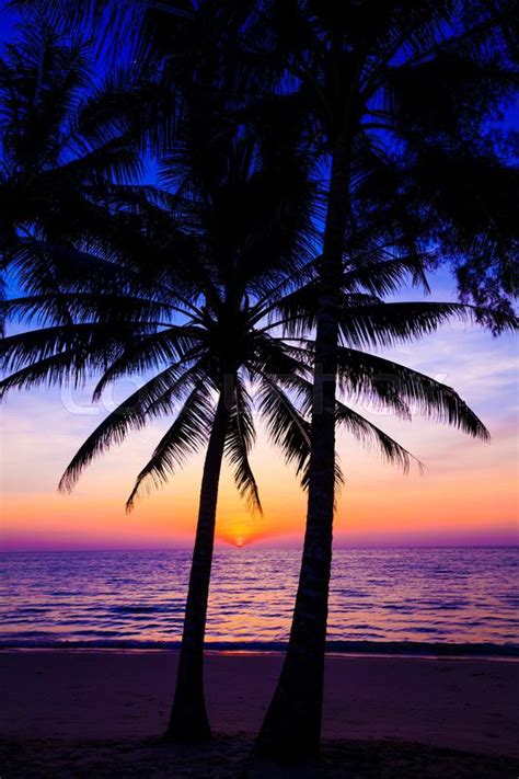 Beautiful Sunset Sunset Over The Ocean With Tropical Palm Trees