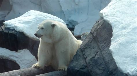 Seaworld Polar Bear Youtube