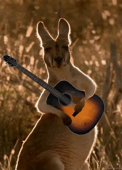 Kangaroo Deviantart Gifs Random Toones