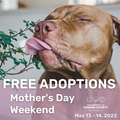 Free Adoptions Mothers Day Weekend Jacksonville Humane Society