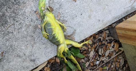 Its So Cold In Florida Iguanas Are Falling From Trees