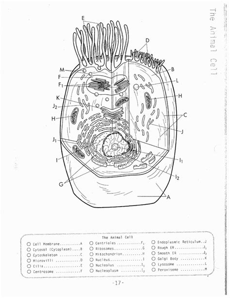 Plant Cell Coloring Page Coloring Home
