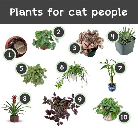 House Plants That Are Safe For Cats Housejullle