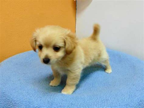 Playful, devoted, and energetic, these small pups inherited some of the best qualities from both of. Chihuahua And Pomeranian Mix Puppies For Sale | PETSIDI