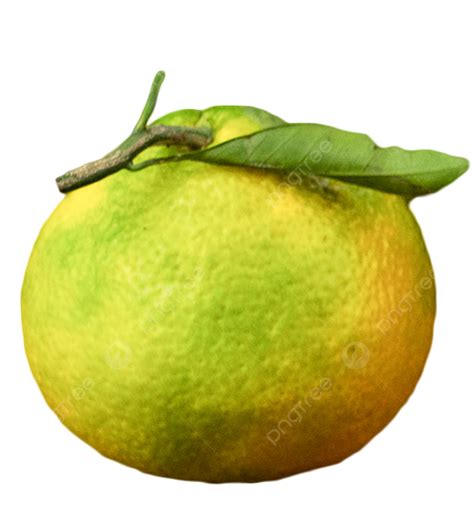 과일 못생긴 오렌지 음식 과일 열매 과실 Png 일러스트 및 이미지 에 대한 무료 다운로드 Pngtree