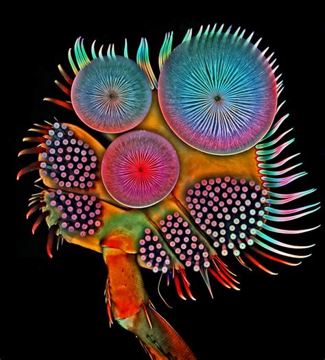 A Sense Of Scale The Best Microscopy Of 2016 Ars Technica