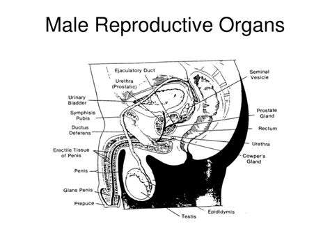 Ppt Male Reproductive System Anatomy And Physiology Powerpoint The