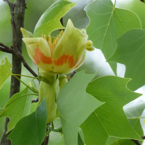Propagation Of Tulip Trees How To Propagate A Tulip Tree Growing