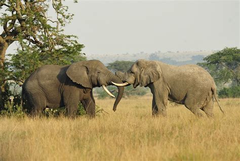 Buyers Of Elephant Ivory Poaching Facts