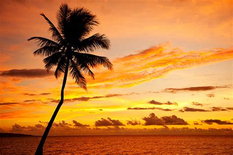 Fiji Beach Sunset Stock Photos Pictures And Royalty Free Images Istock