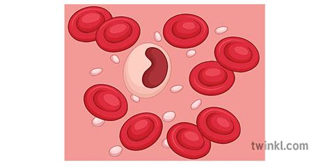 Blood Structure Science Red Blood Cells White Blood Cells Platelets Plasma