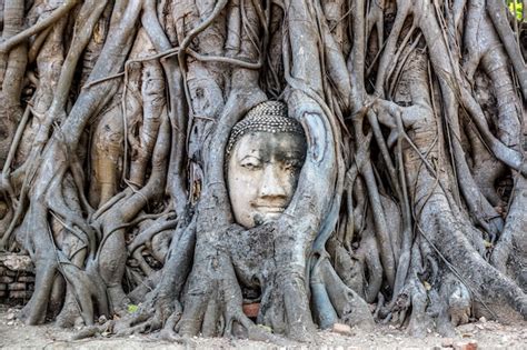 Premium Photo Buddha Head Embedded In A Banyan Tree Ayutthaya Thailand