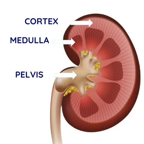 The Human Kidney Anatomy And Physiology Interactive Biology