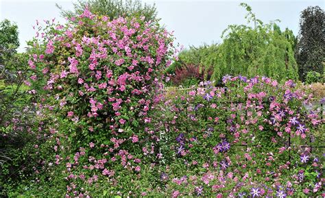 Climbing Flowering Vines Zone 9