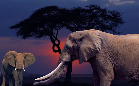 Majestic African Elephants Elephant Elephant Pictures Elephant Images
