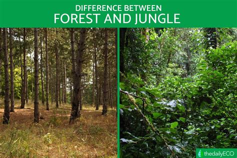 Forests And Jungles Differences Types And Characteristics