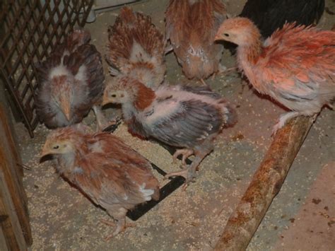 how do you sex wheaten marans backyard chickens learn how to raise chickens