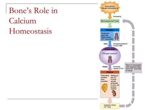 PPT The Skeletal System Bone Tissue Chapter 6 PowerPoint