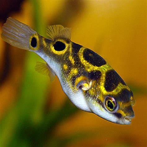 Tetraodon Biocellatus Eyespot Pufferfish Αquariogr Το καλύτερο