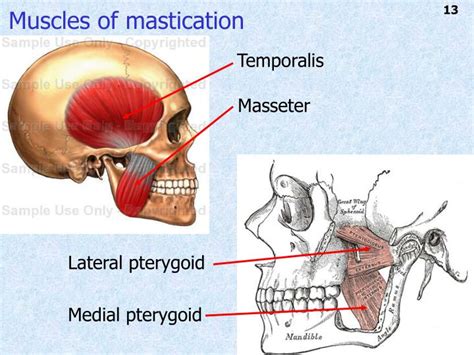 Ppt Introduction To Head And Neck Anatomy Powerpoint Presentation