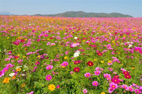 Cosmos Flower Field Flower Field In Summer Stock Photo Image Of
