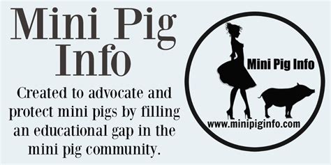 Mini Pig Info Mini Pig Info Mini Pig Education