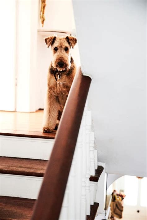 Real Pets Honey The Airedale Terrier Real Living