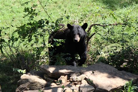 Florida Schedules Bear Hunting Season Americus Times Recorder