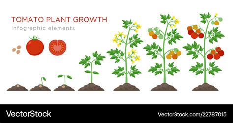 Tomato Plant Growth Stages Infographic Elements Vector Image