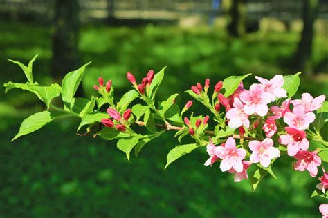 Free Images Flowers Spring Nature Tree Pink Green Flower